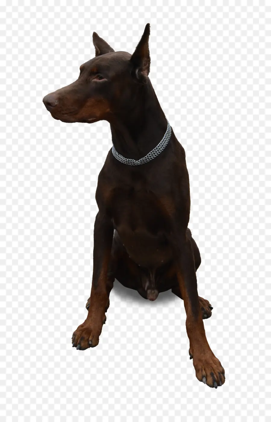 Doberman，Chien PNG