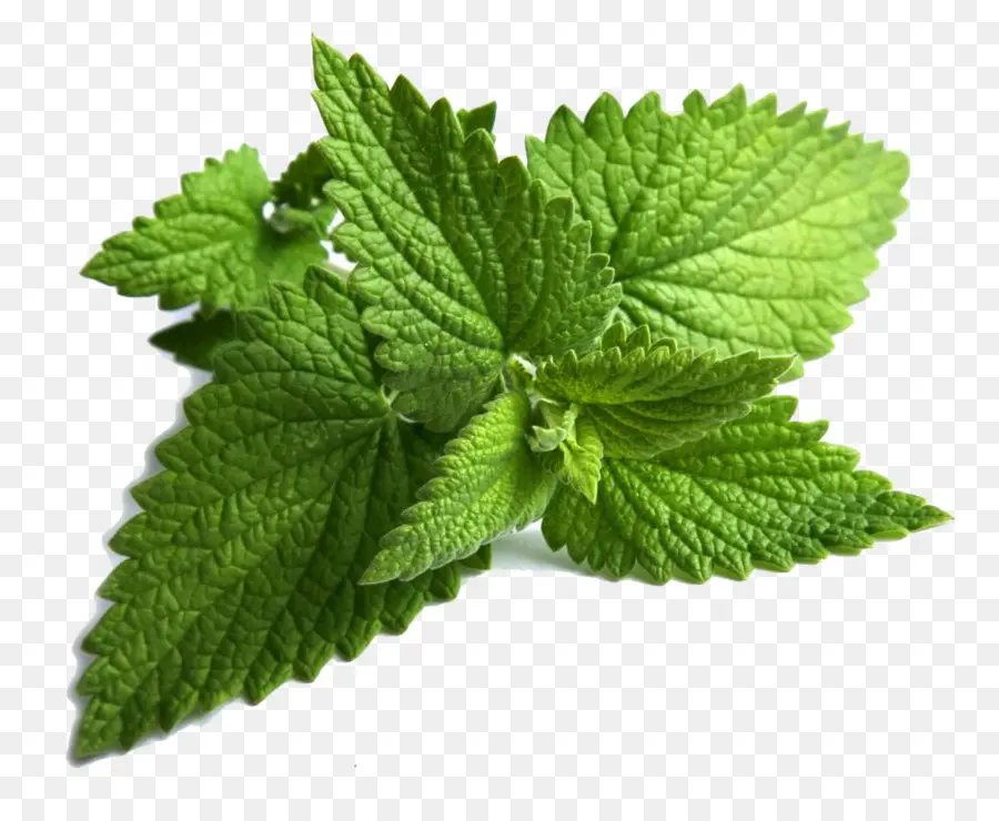 Feuilles De Menthe Verte，Herbe PNG