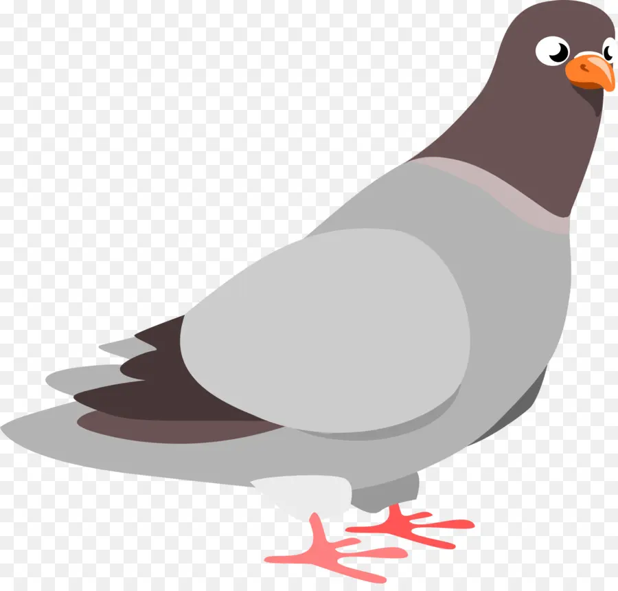 Pigeon，Gris PNG