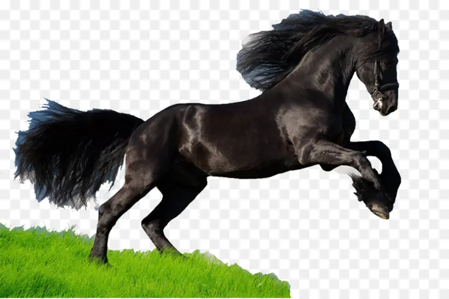 Cheval Qui Court，Marron Et Blanc PNG