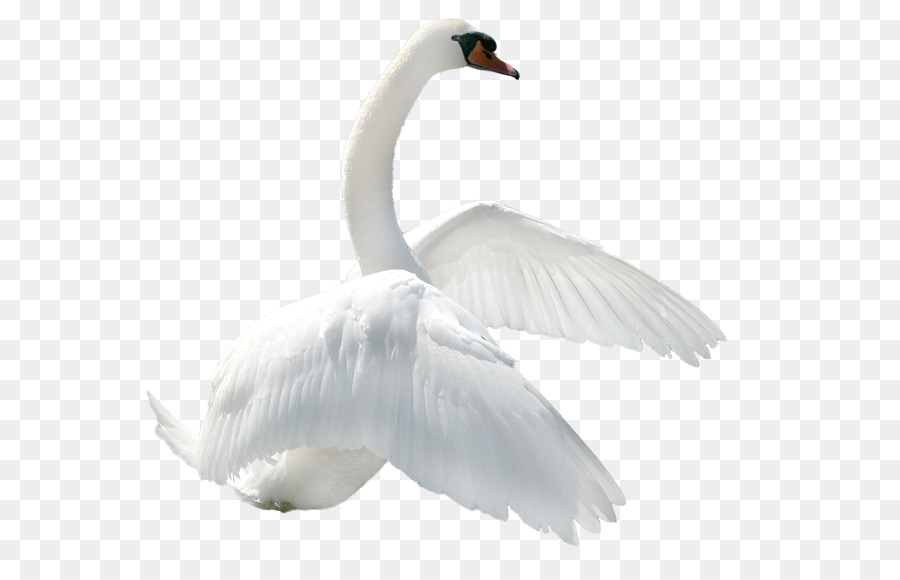 Cygne，Oiseau PNG