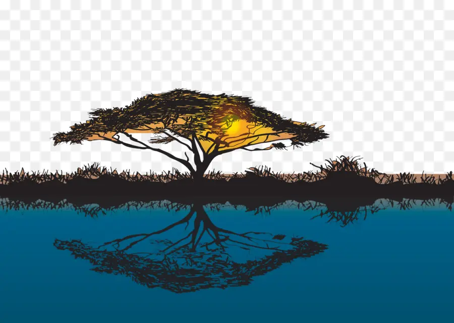 Arbre Et Réflexion，Coucher De Soleil PNG