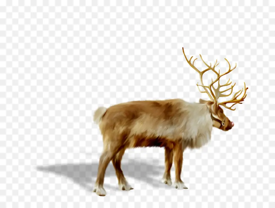 Wapiti，Bois PNG