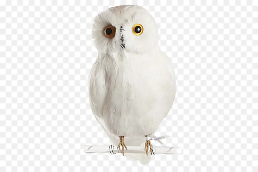 Chouette Blanche，Oiseau PNG