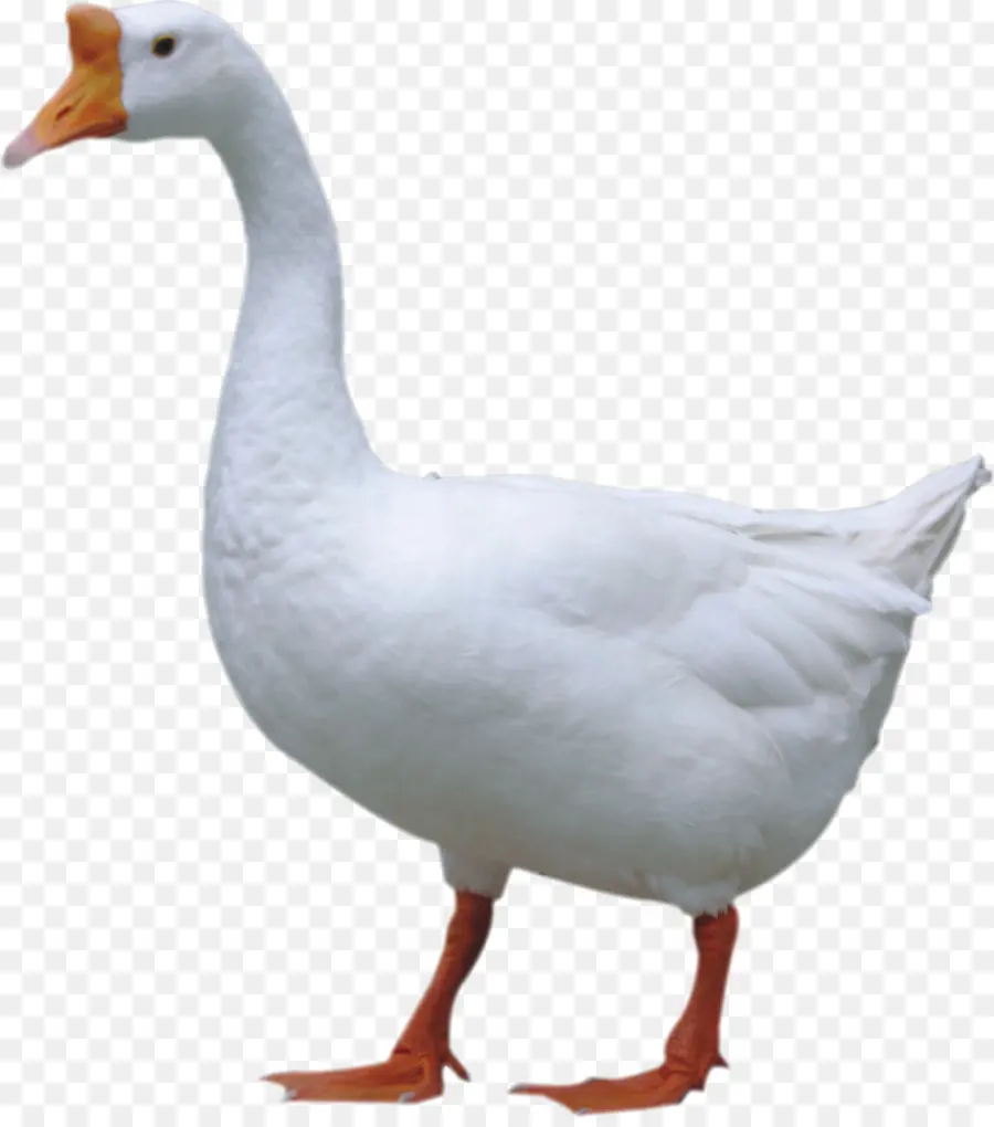 Oie，Oiseau PNG