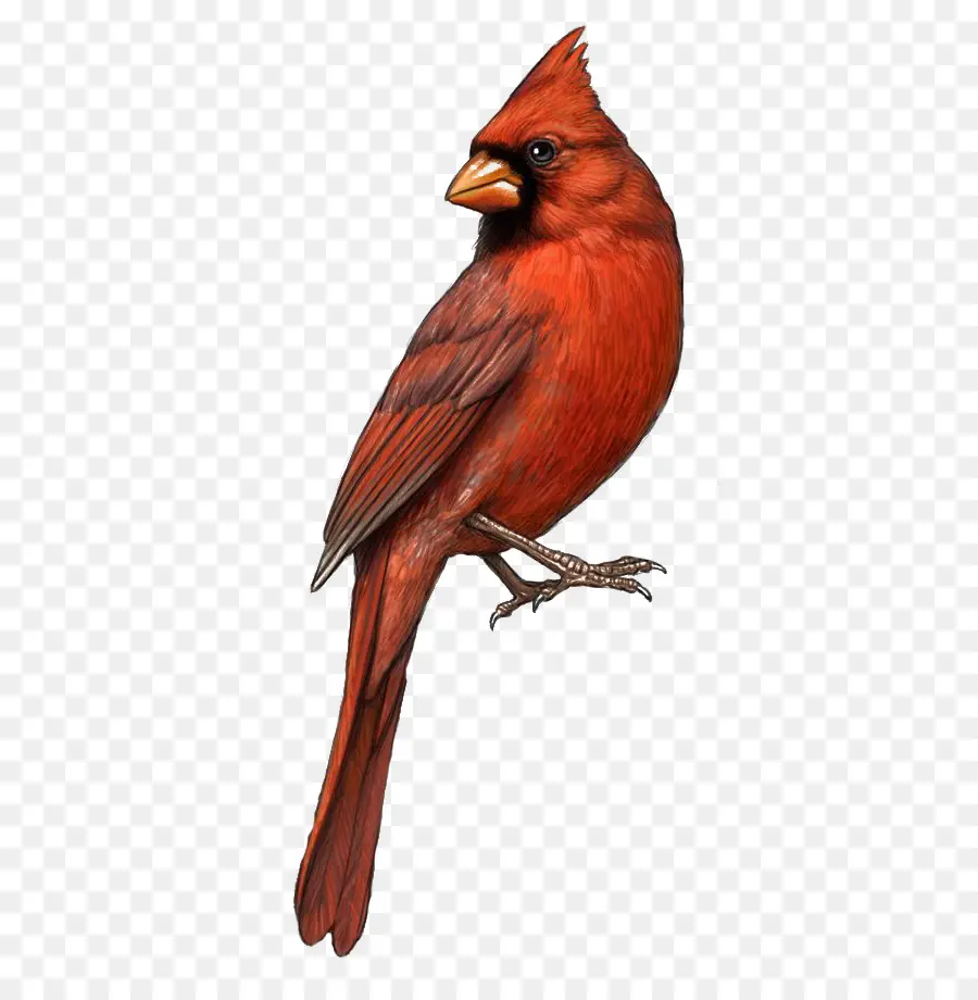 Oiseau Rouge，Cardinal PNG