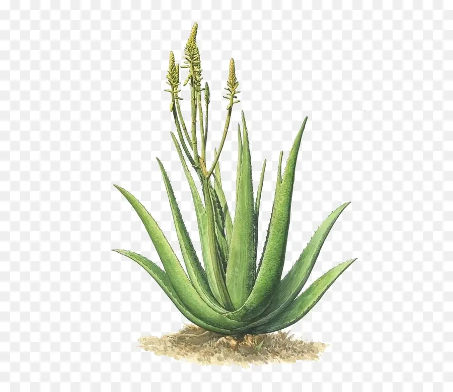 Aloé Véra，Succulent PNG