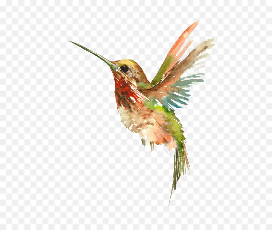 Colibri，Vol PNG