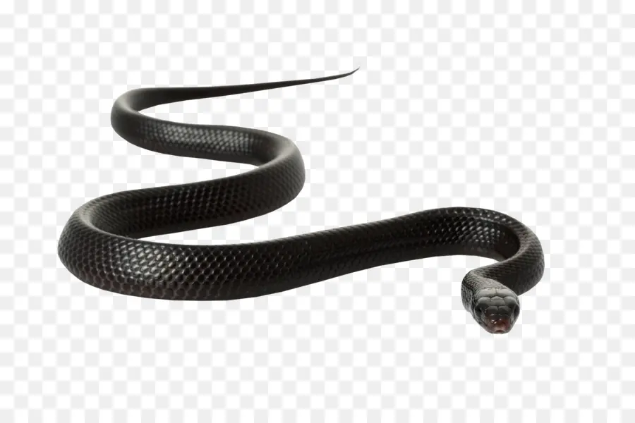 Serpent Noir，Reptile PNG