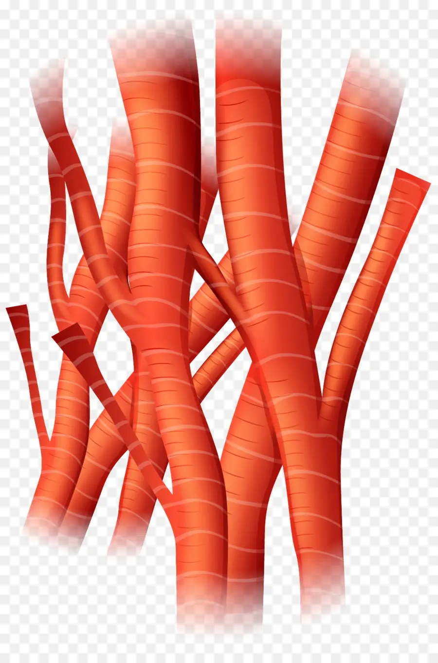 Fibres Musculaires，Rouge PNG