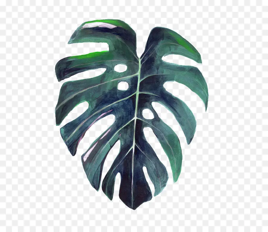 Feuille De Monstera，Usine PNG