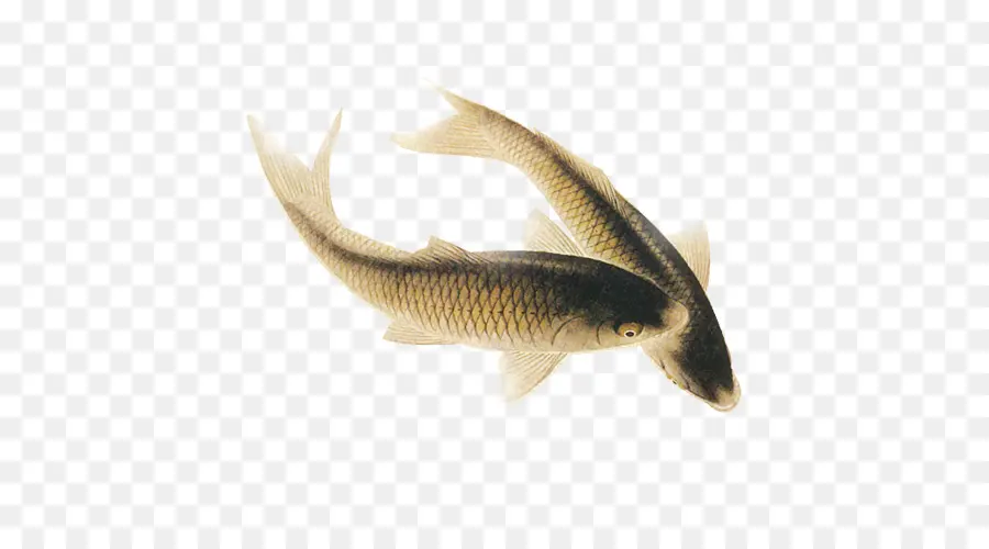 Poisson，Aquatique PNG