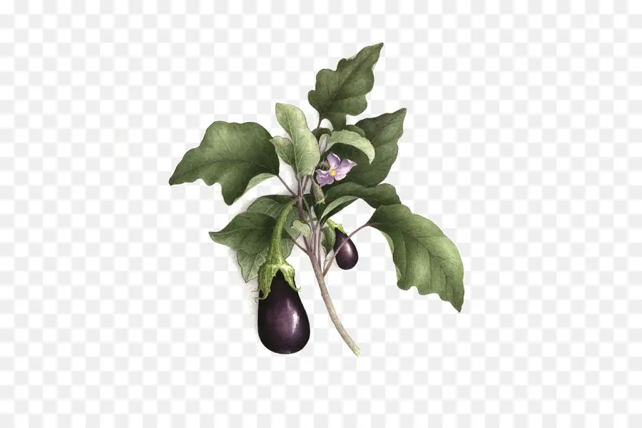 Aubergine，Légume PNG