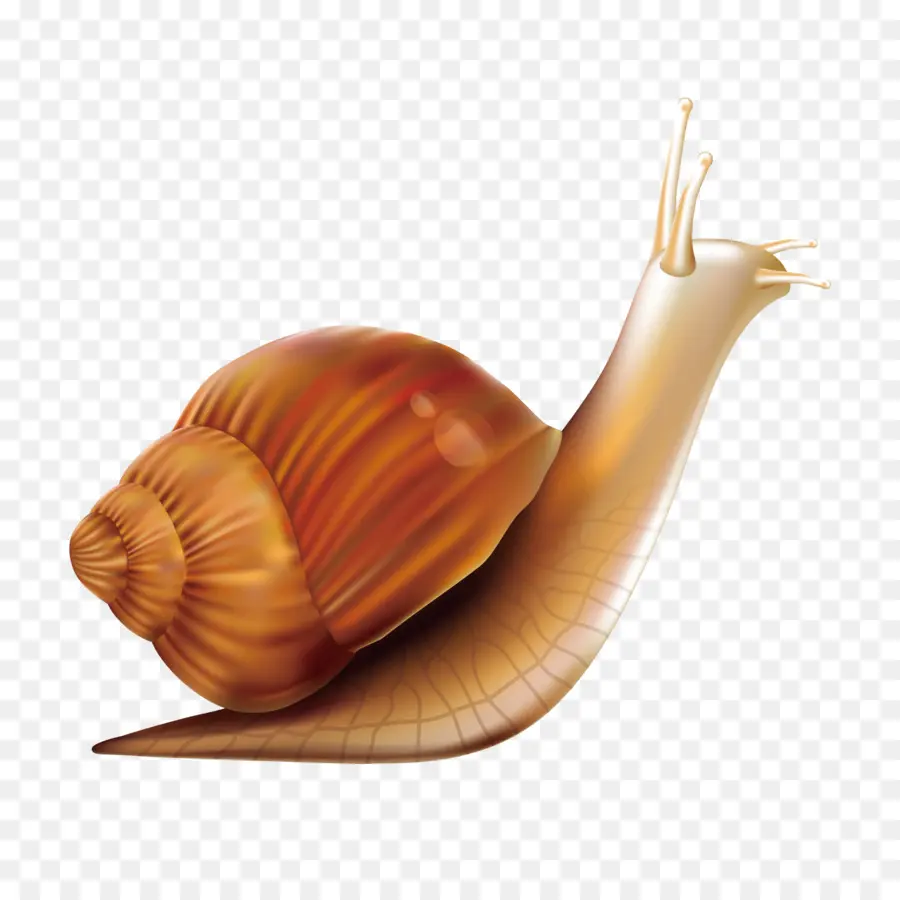 Escargot Brun，Coquille PNG