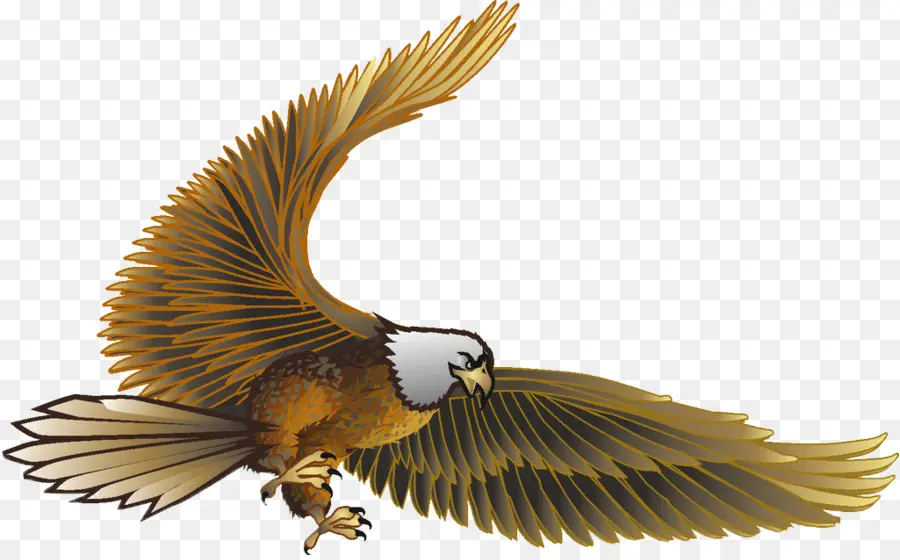 Aigle，Oiseau PNG