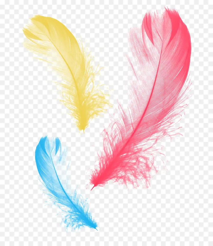 Plumes，Coloré PNG