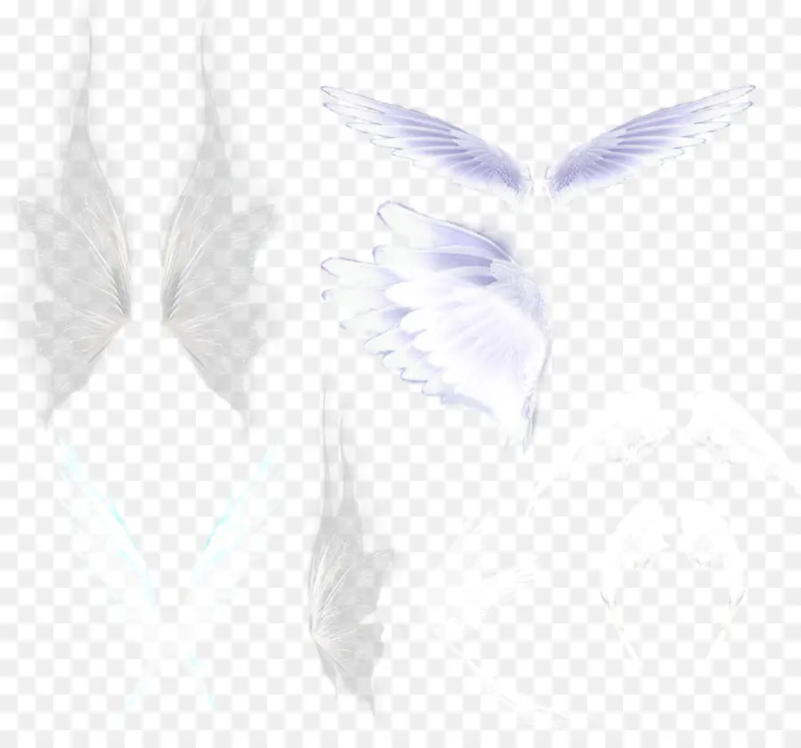 Ailes D'ange，Ailes PNG