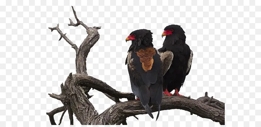 Oiseaux，Arbre PNG