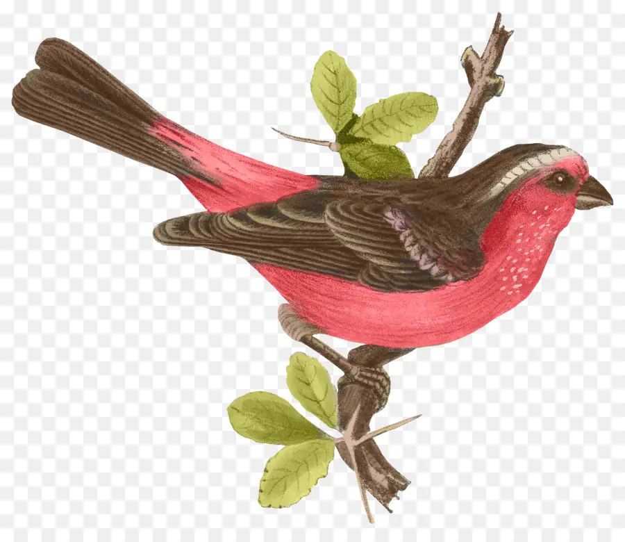 Oiseau Rouge，Bifurquer PNG