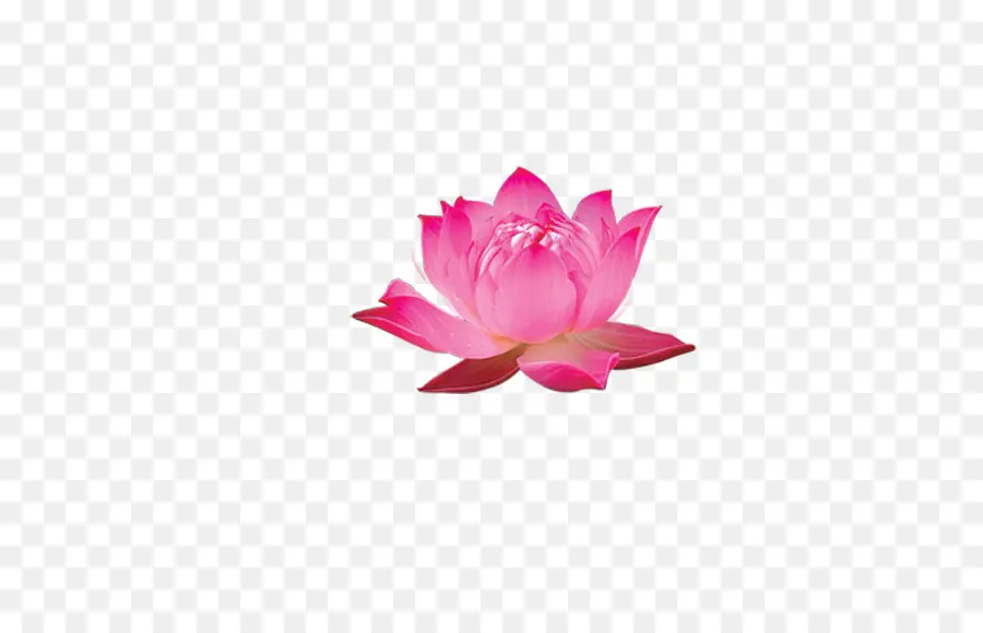 Lotus Rose，Fleurir PNG