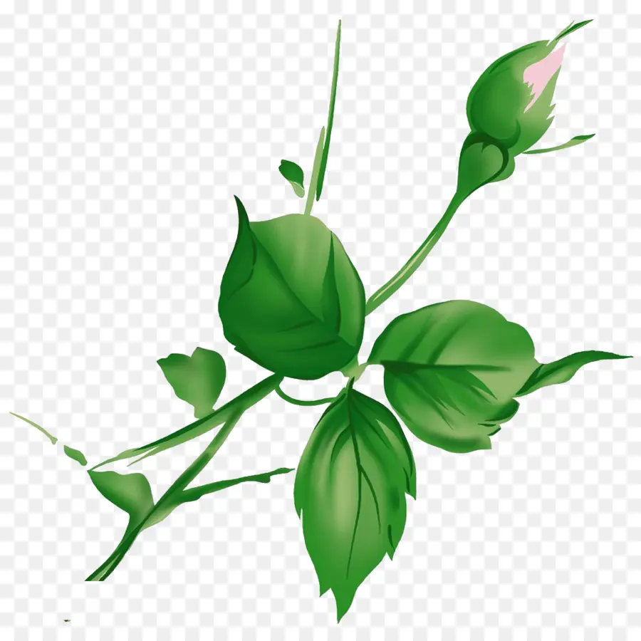 Plante Verte，Feuilles PNG