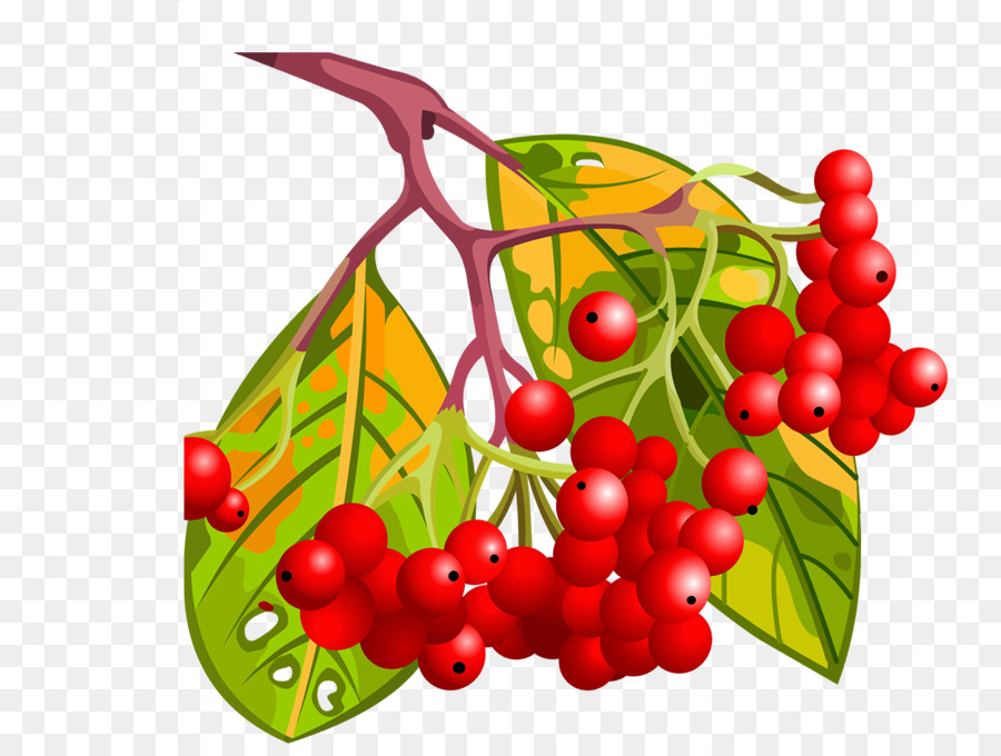 Fruits Rouges，Feuilles PNG