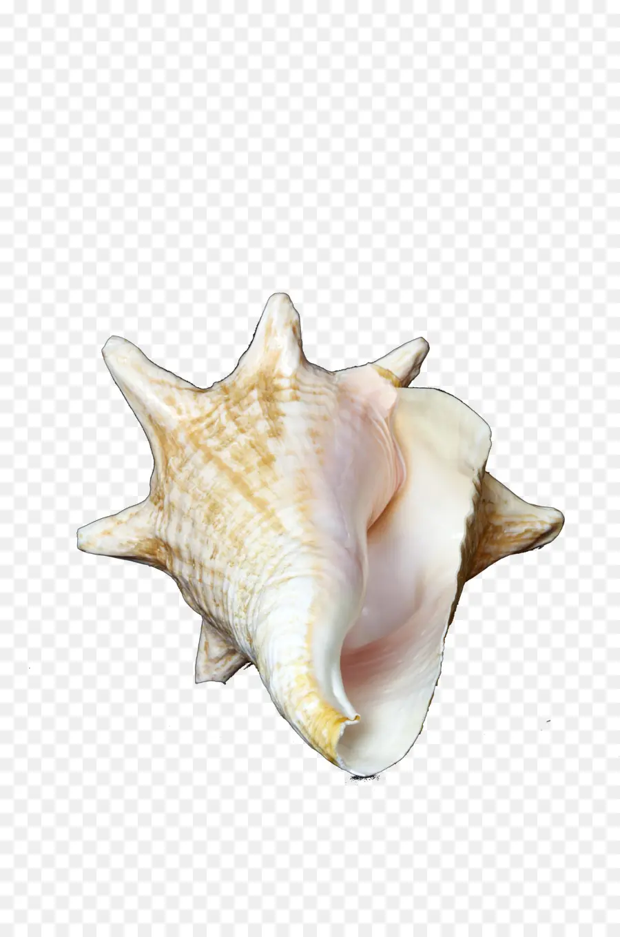 Coquillage，Coquille PNG