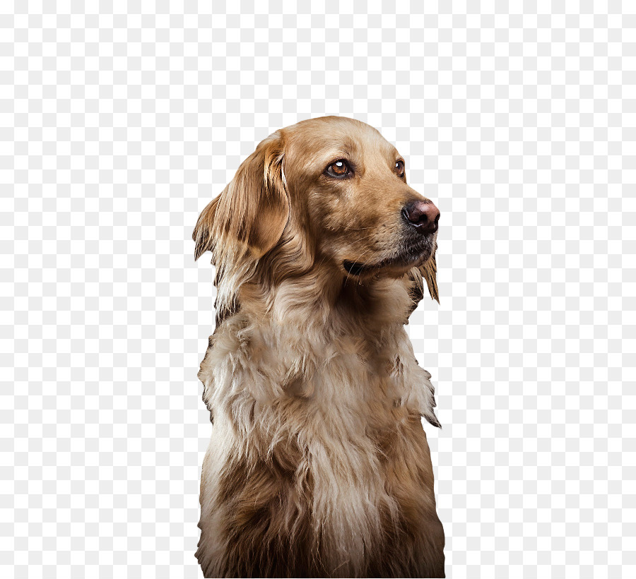 Chien，Animal De Compagnie PNG