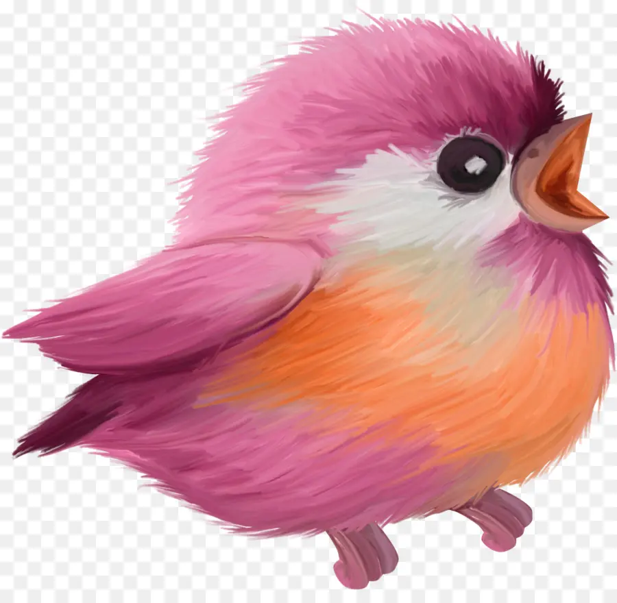 Oiseau Rose，Plumes PNG