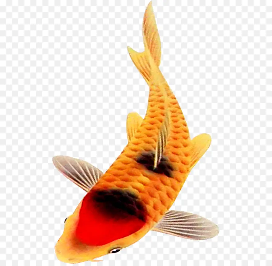 Poisson Koi，Orange PNG