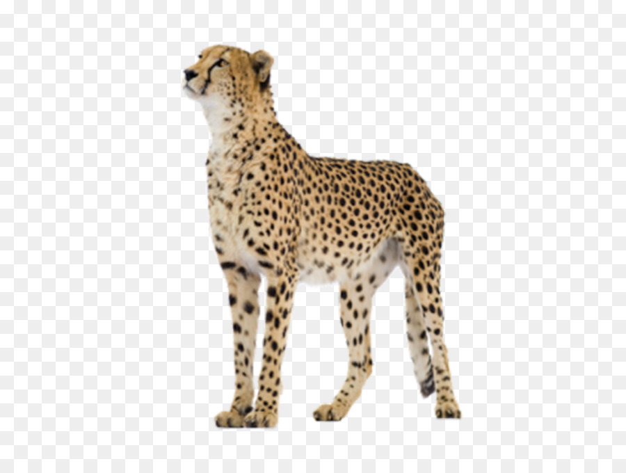 Guépard，Taches PNG