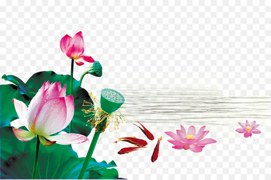 Fleurs De Lotus，Eau PNG