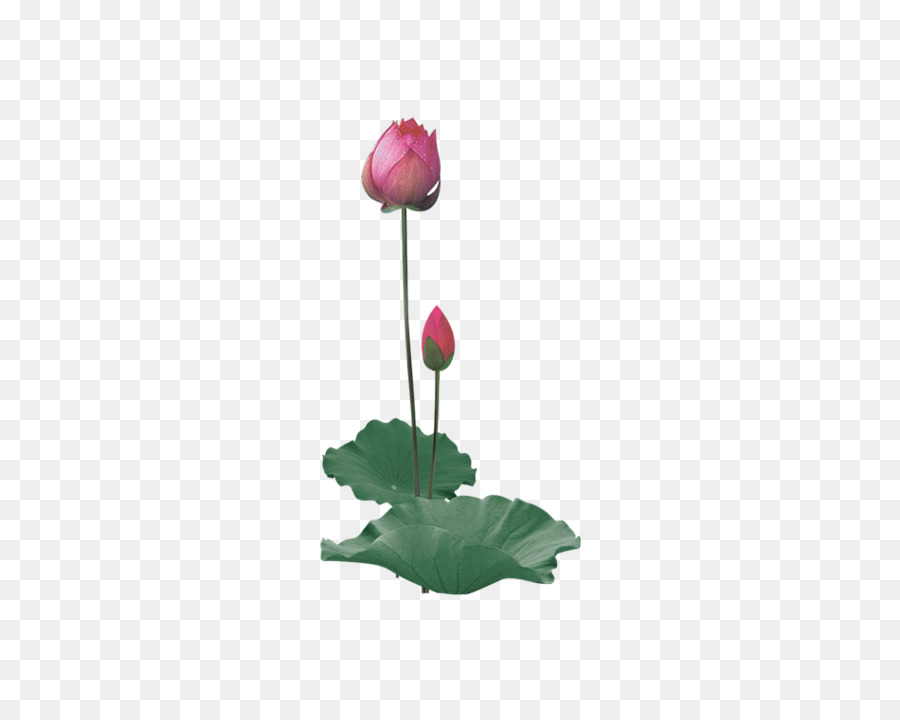 Fleur De Lotus，Floraison PNG