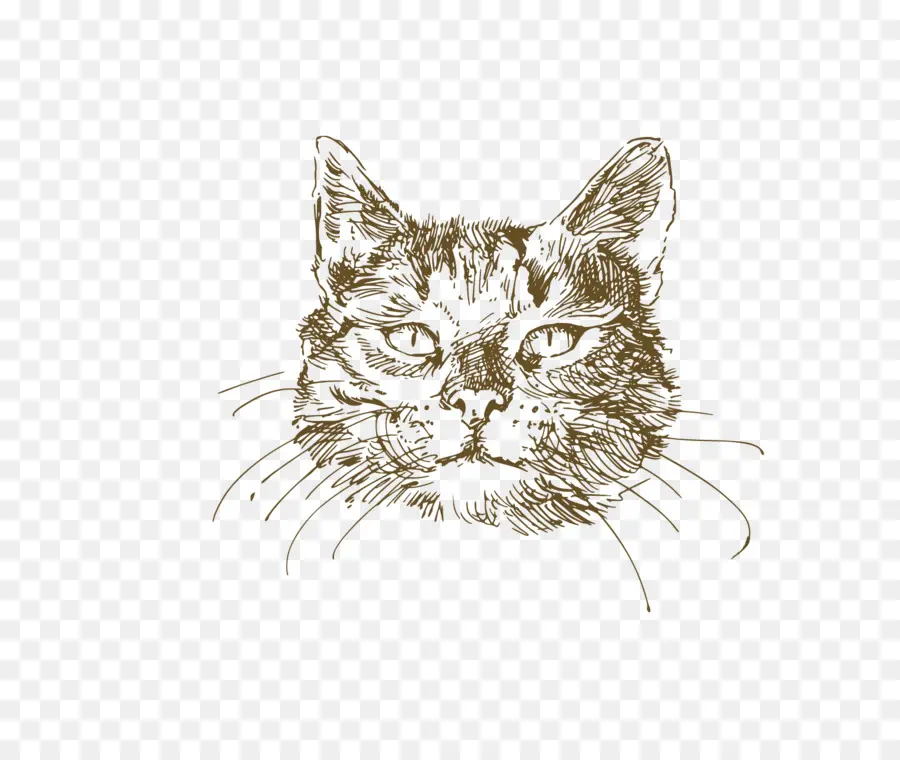 Croquis De Chat，Chat PNG