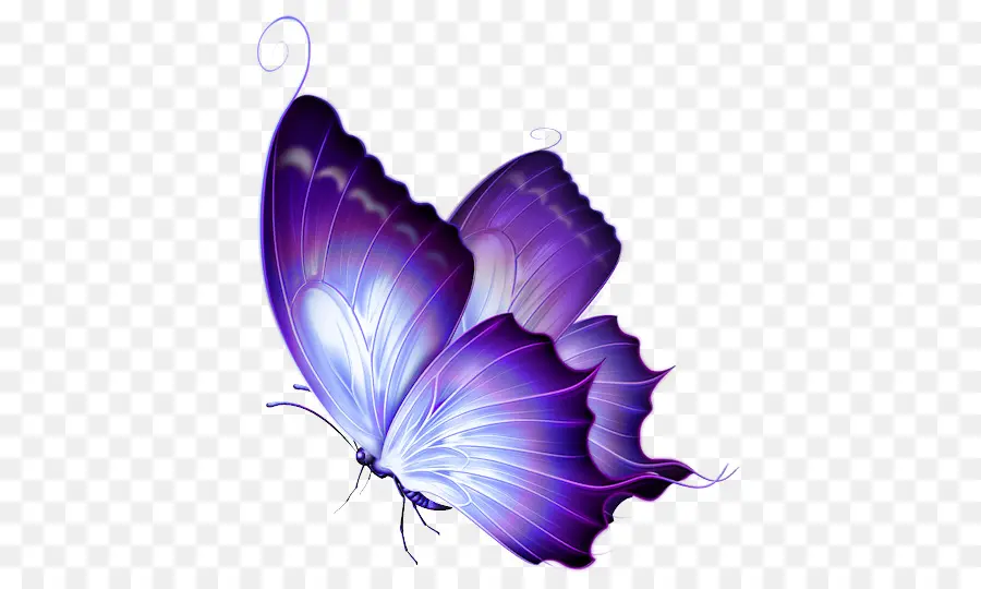 Papillon，Violet PNG