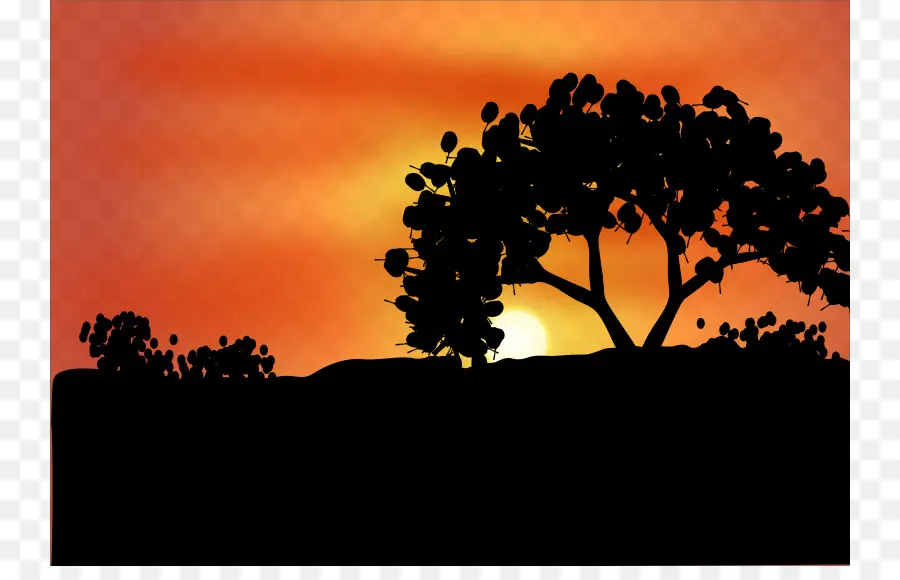 Coucher De Soleil，Arbre PNG