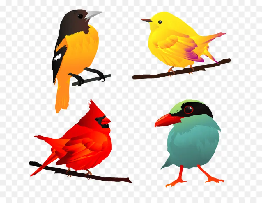 Oiseaux，Coloré PNG