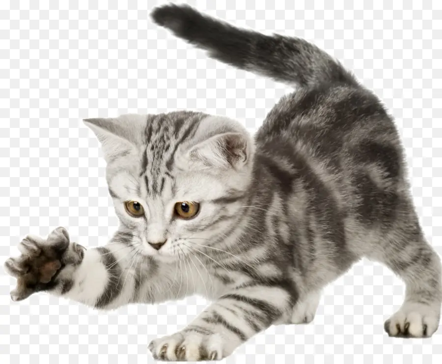 Chat Gris，Animal De Compagnie PNG