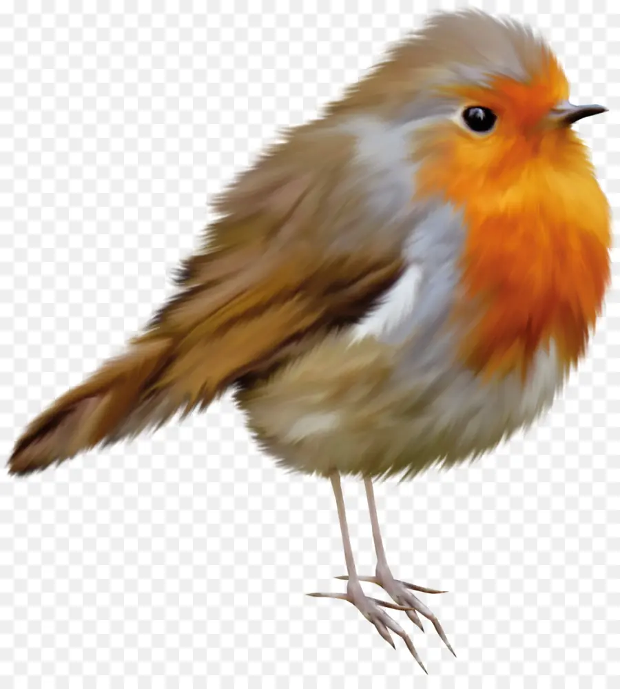 Oiseau，Orange PNG