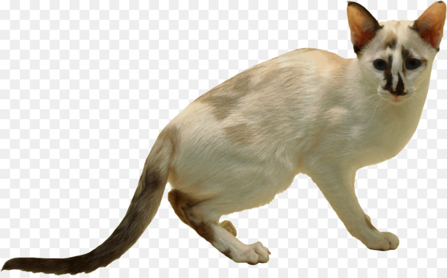 Chat Siamois，Animal De Compagnie PNG