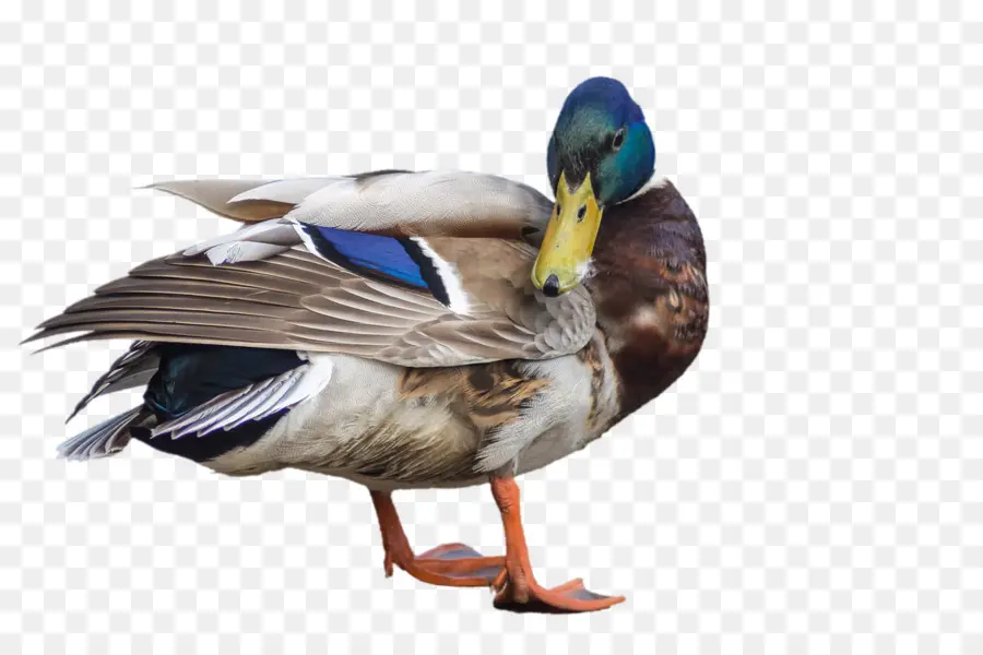 Canard，Oiseau PNG