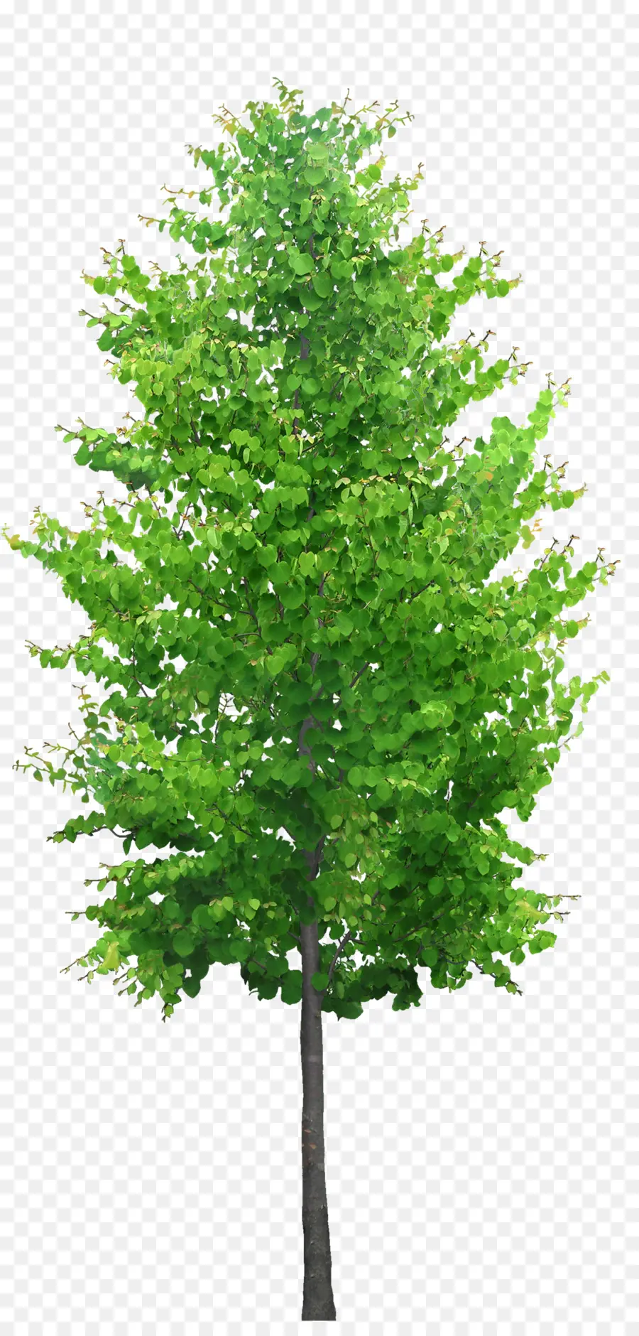 Arbre，Usine PNG