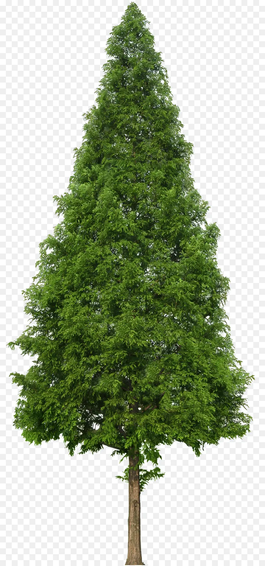 Pin，Arbre PNG