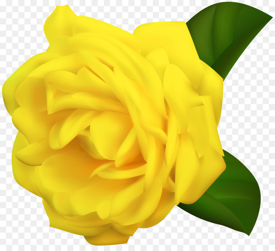 Rose Jaune，Pétales PNG