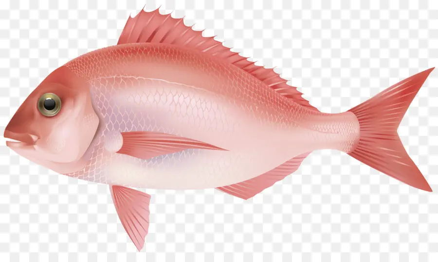 Poisson，Rose PNG