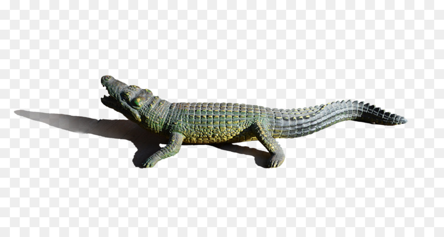 Alligator，Crocodile PNG