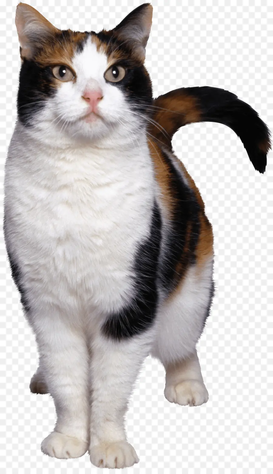 Chat Calico，Animal De Compagnie PNG