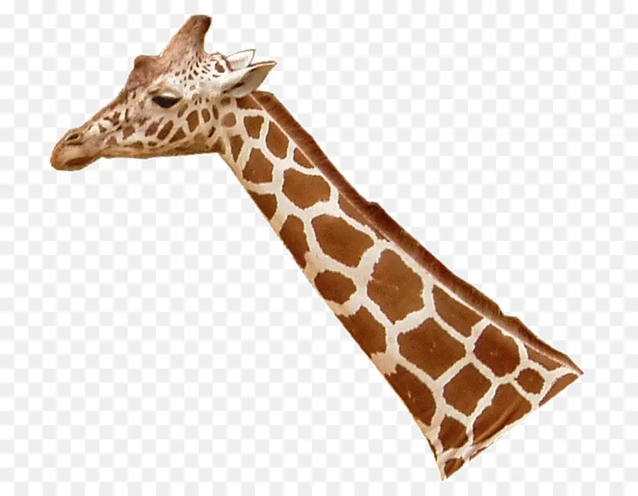 Girafe，Faune PNG