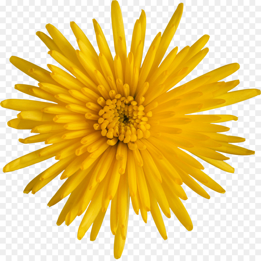 Fleur Jaune，Fleurir PNG