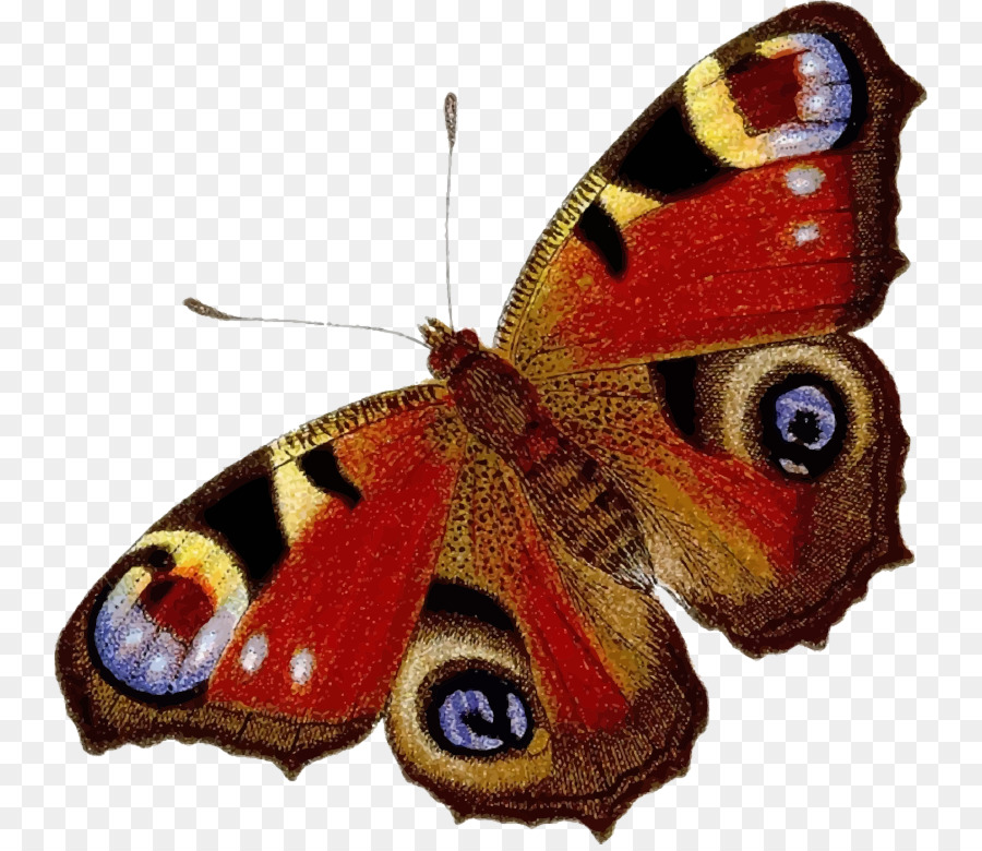 Papillon，Insecte PNG